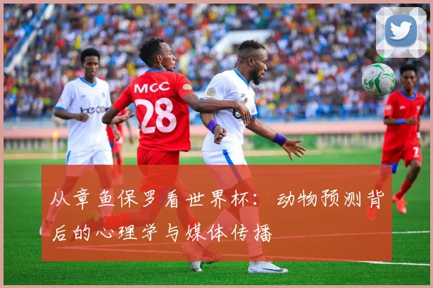 从章鱼保罗看世界杯:动物预测背后的心理学与媒体传播